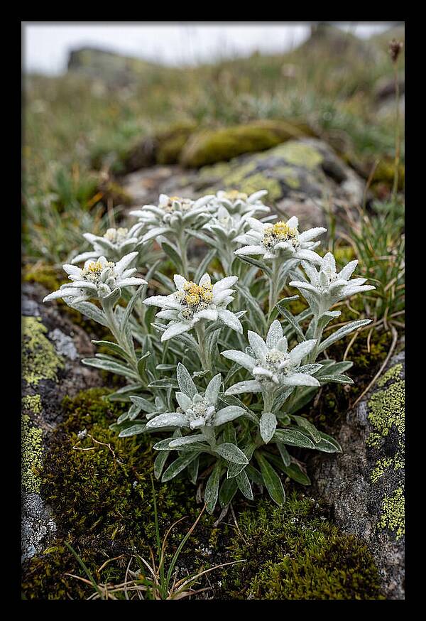 Edelweiss Blossoms In Nature