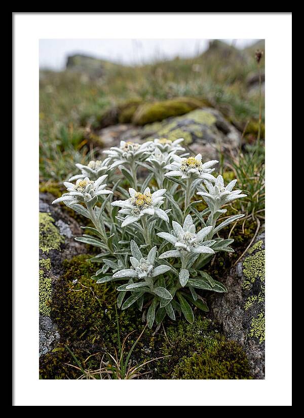 Edelweiss Blossoms In Nature