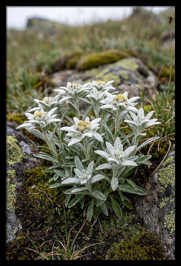 Edelweiss Blossoms In Nature