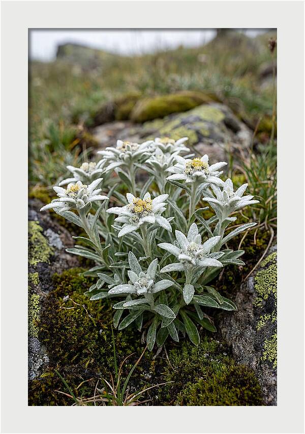 Edelweiss Blossoms In Nature
