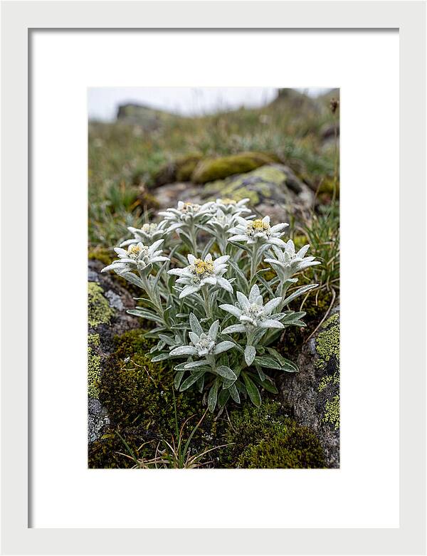 Edelweiss Blossoms In Nature