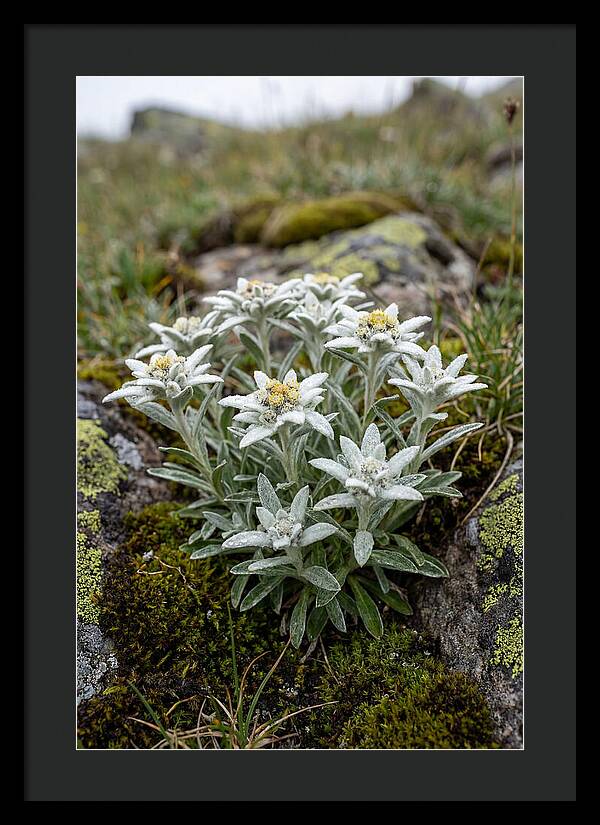 Edelweiss Blossoms In Nature