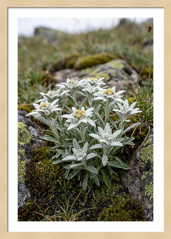 Edelweiss Blossoms In Nature
