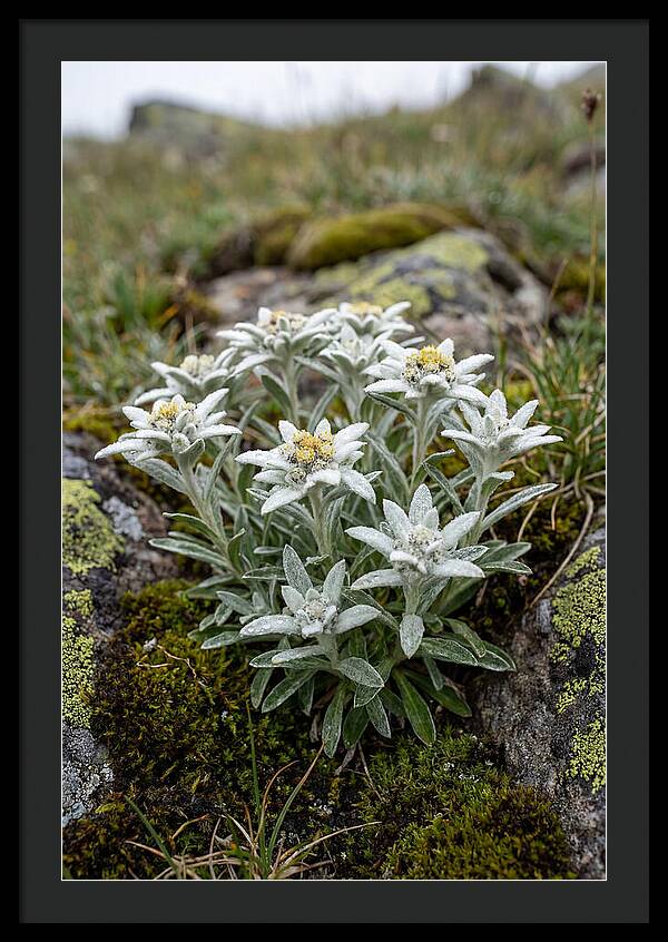 Edelweiss Blossoms In Nature