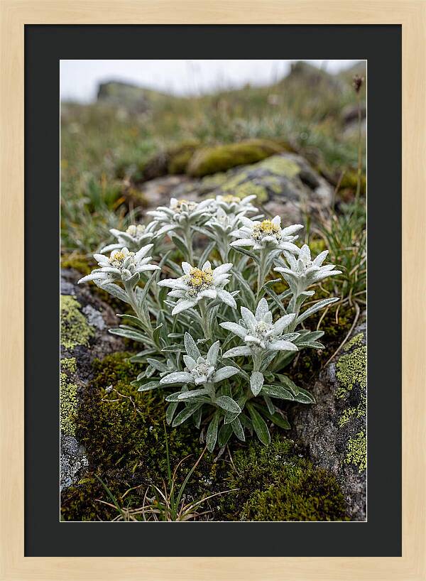 Edelweiss Blossoms In Nature