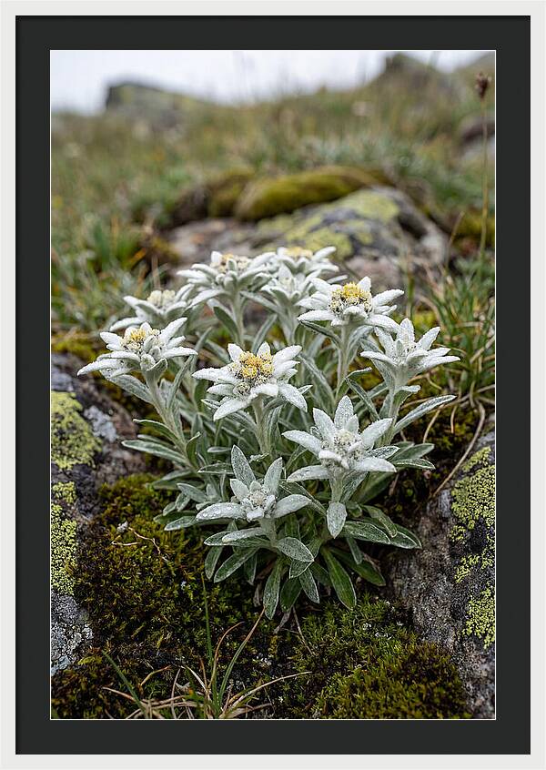 Edelweiss Blossoms In Nature