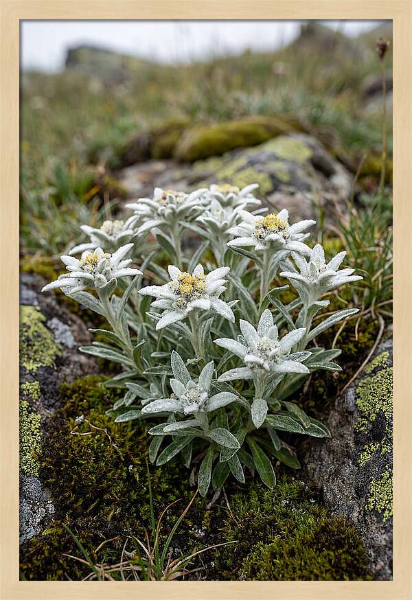 Edelweiss Blossoms In Nature