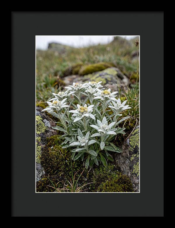 Edelweiss Blossoms In Nature