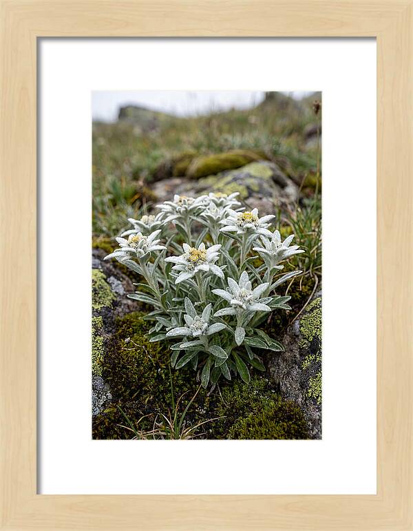 Edelweiss Blossoms In Nature