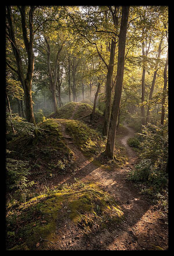 Effigy Mounds In Morning Light