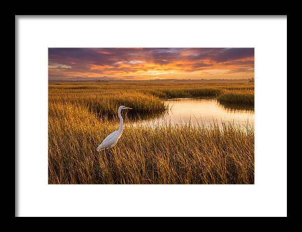 Egret In Golden Marsh Grass