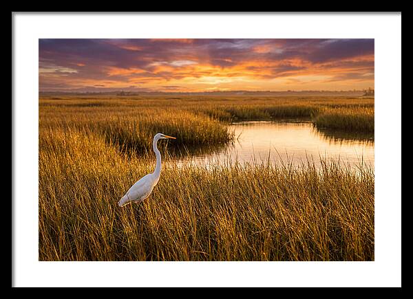 Egret In Golden Marsh Grass