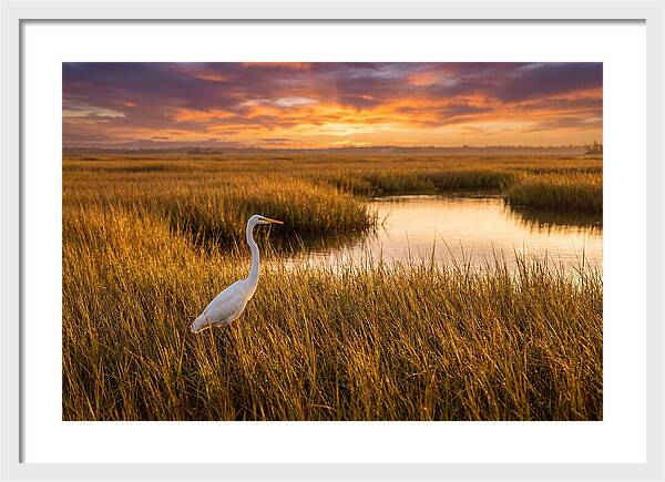 Egret In Golden Marsh Grass