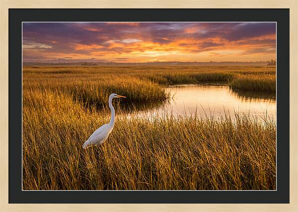 Egret In Golden Marsh Grass