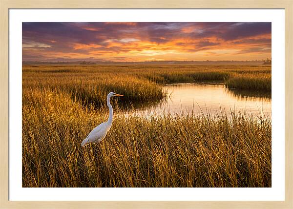 Egret In Golden Marsh Grass