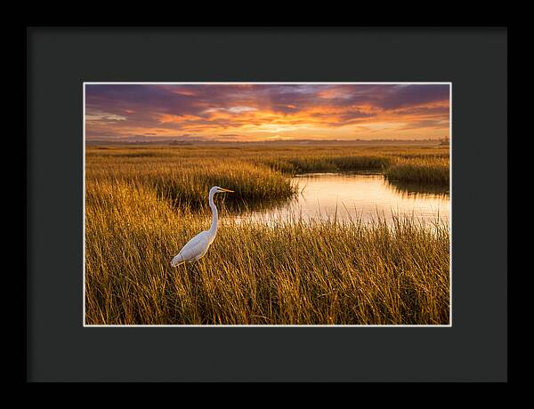 Egret In Golden Marsh Grass