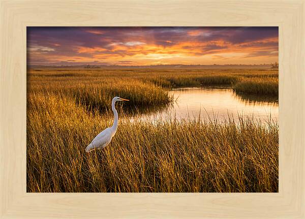 Egret In Golden Marsh Grass