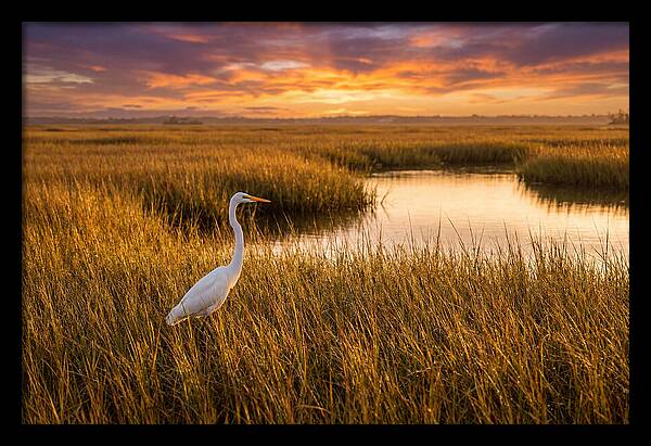 Egret In Golden Marsh Grass