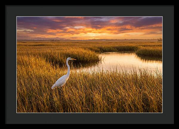Egret In Golden Marsh Grass