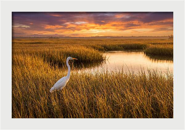 Egret In Golden Marsh Grass