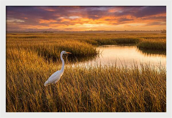 Egret In Golden Marsh Grass