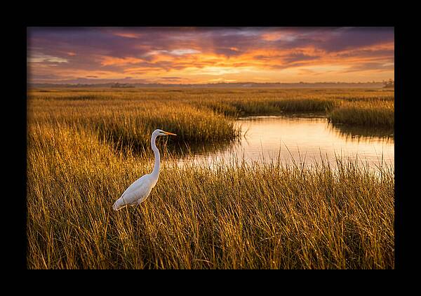 Egret In Golden Marsh Grass