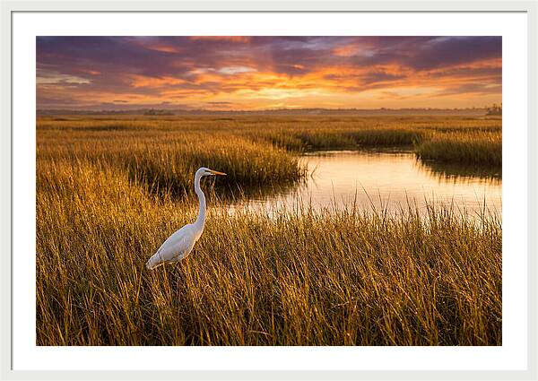 Egret In Golden Marsh Grass