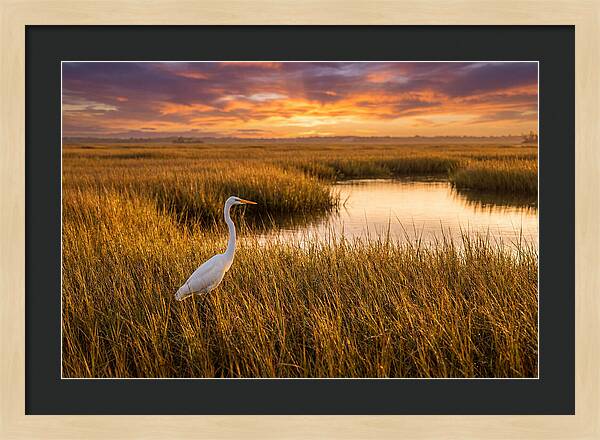Egret In Golden Marsh Grass