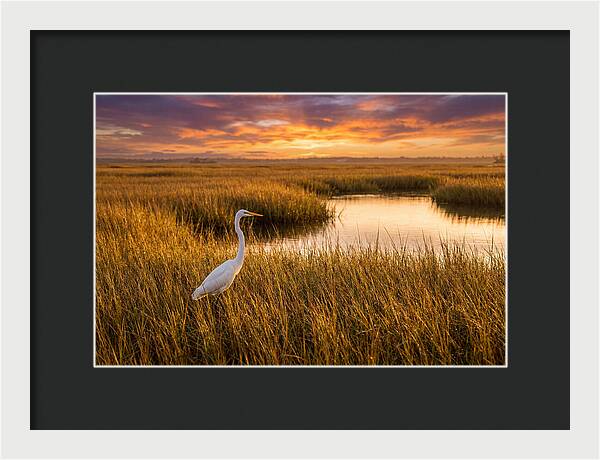 Egret In Golden Marsh Grass