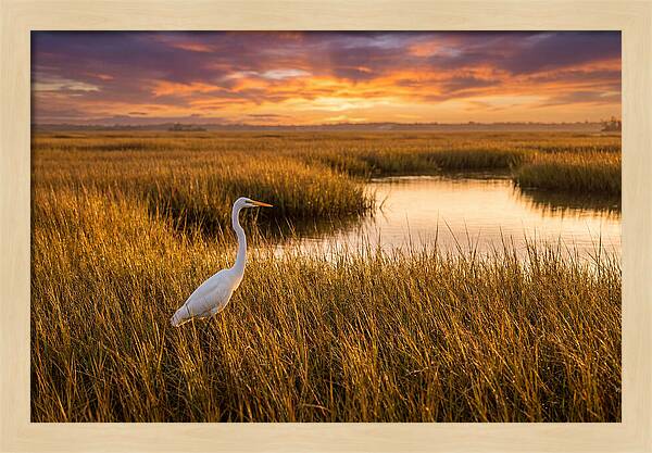 Egret In Golden Marsh Grass