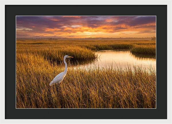 Egret In Golden Marsh Grass