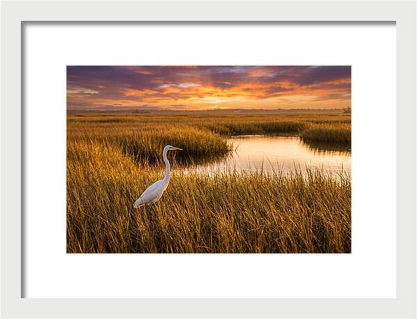 Egret In Golden Marsh Grass