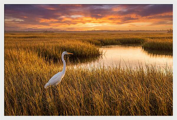 Egret In Golden Marsh Grass