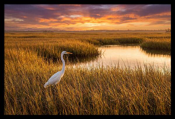 Egret In Golden Marsh Grass