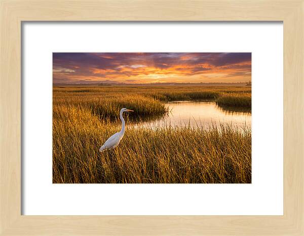 Egret In Golden Marsh Grass