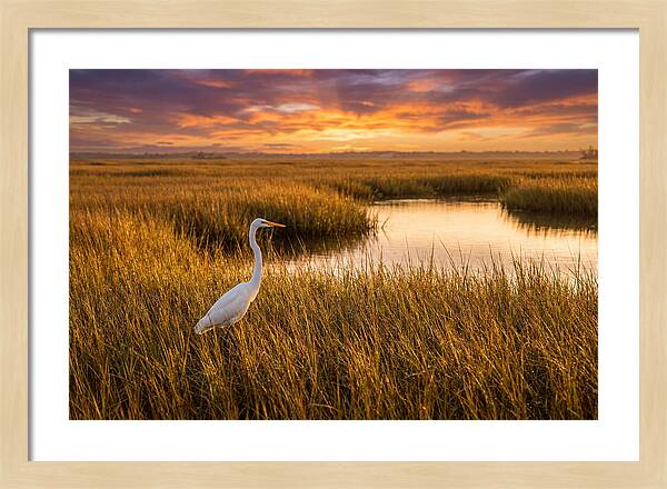 Egret In Golden Marsh Grass