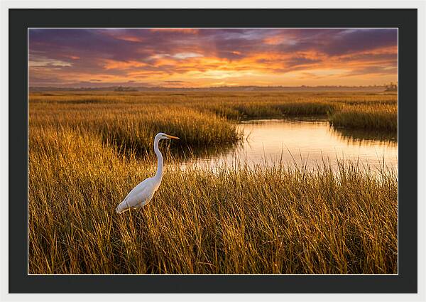 Egret In Golden Marsh Grass