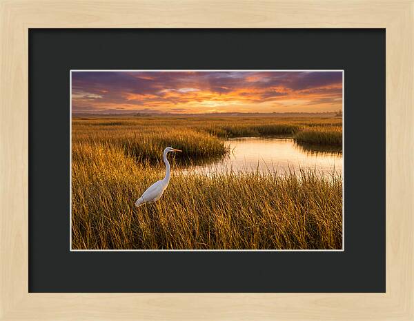 Egret In Golden Marsh Grass