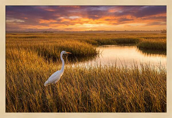 Egret In Golden Marsh Grass