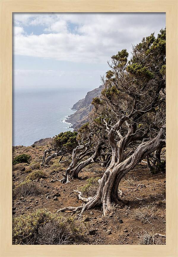 El Sabinar Forest Serenity