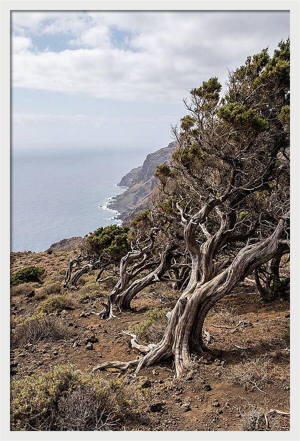 El Sabinar Forest Serenity