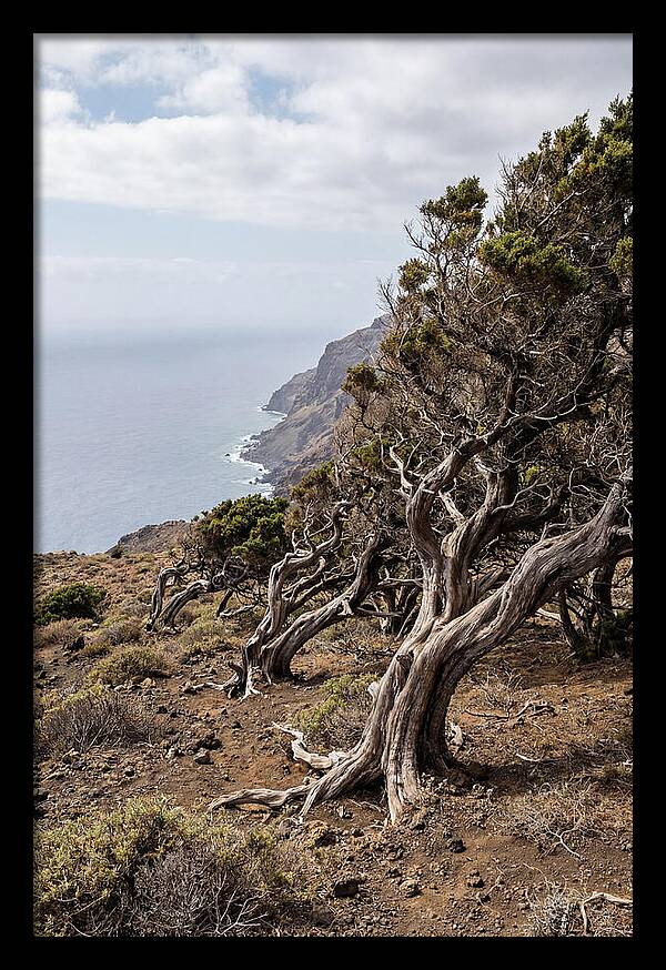 El Sabinar Forest Serenity