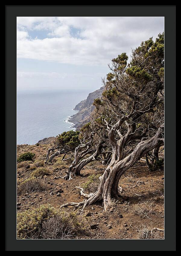 El Sabinar Forest Serenity