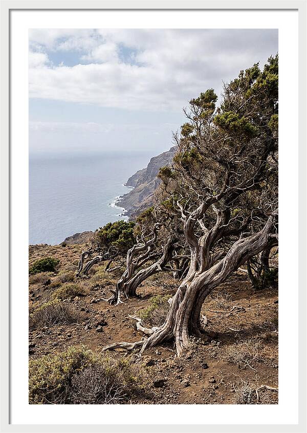 El Sabinar Forest Serenity