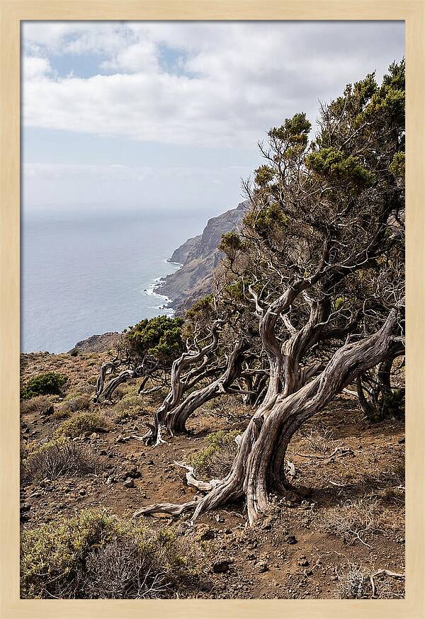 El Sabinar Forest Serenity