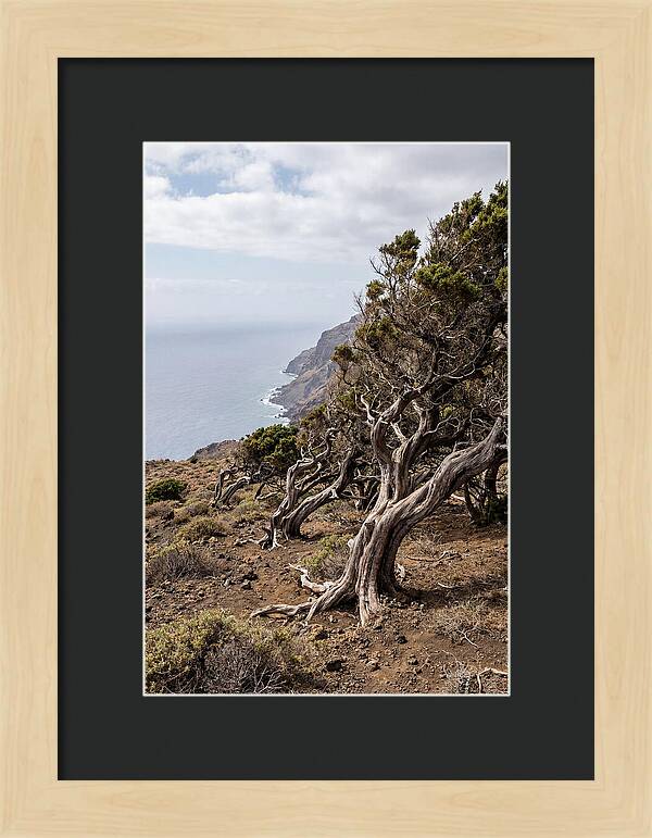 El Sabinar Forest Serenity