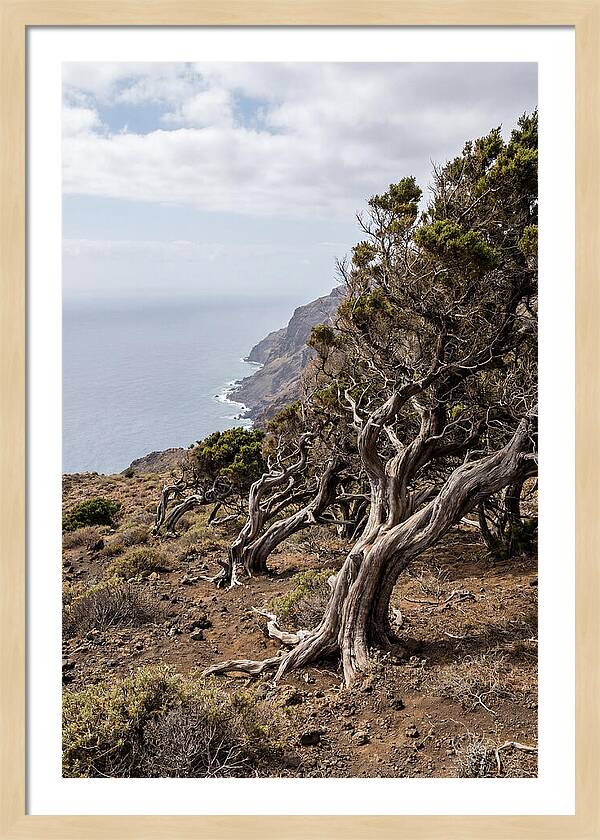 El Sabinar Forest Serenity