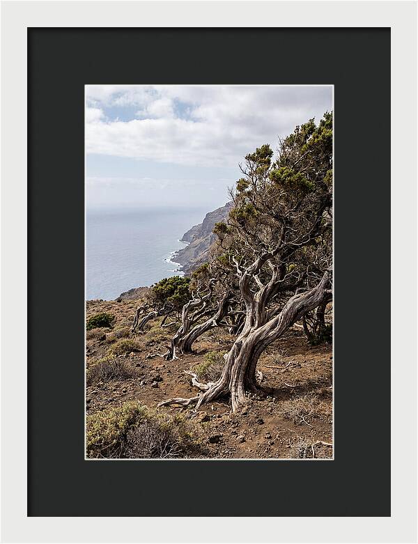 El Sabinar Forest Serenity