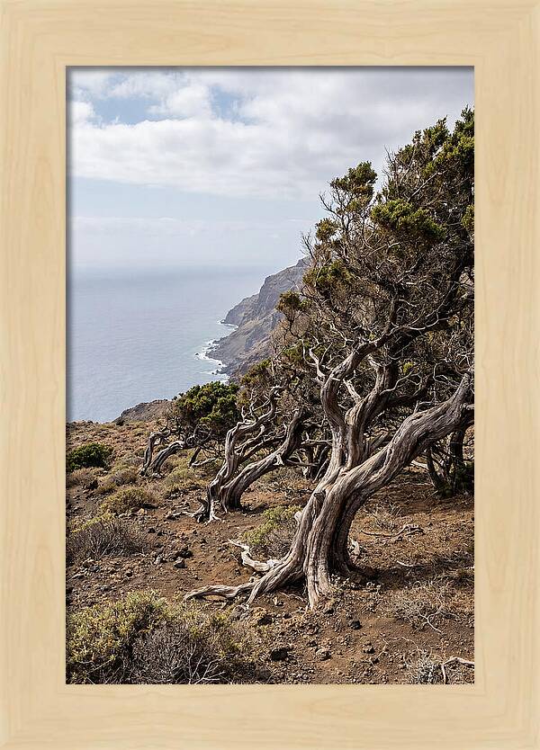 El Sabinar Forest Serenity
