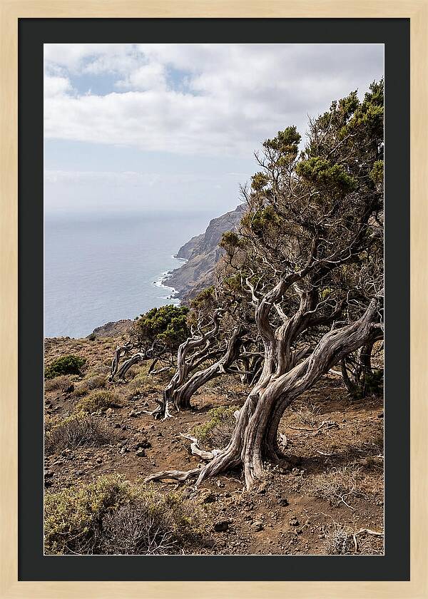 El Sabinar Forest Serenity